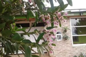 discovery Fm Tido Dj