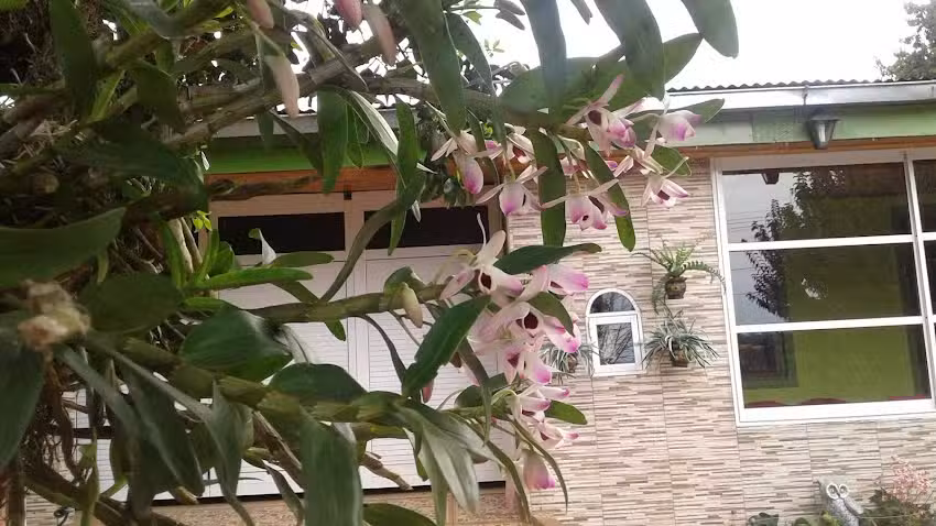 discovery Fm Tido Dj