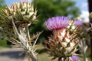 FM LOS CARDALES 104.7