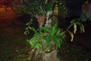 Radiodifusora San Javier Lt 45